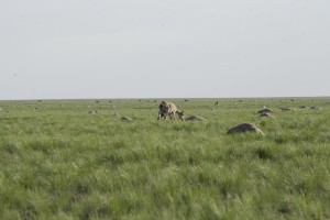 Handout photo of Saiga antelope with baby grazing next to carcasses of dead antelopes lying on field in Zholoba area of Kostanay region