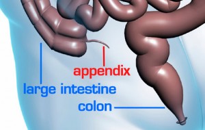 5-appendix