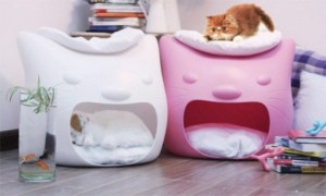 funny-cat-bed-and-stool-in-one-3-600x360