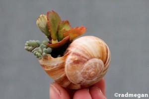 shell_pottedsucculents_1