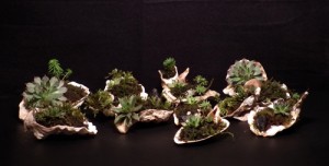 shells_with_accent_plants