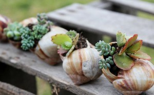 snail-shell-garden-megan-andersen2