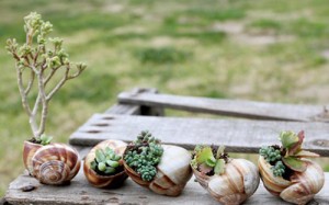 snail-shell-garden-megan-andersen4