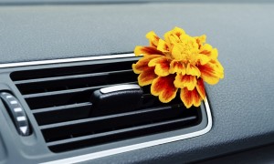 Natural car air freshener