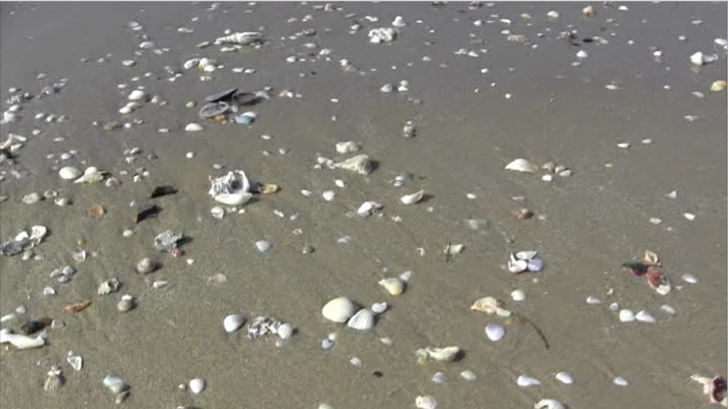 พบหอยเสียบตายเกลื่อนหาดระยอง