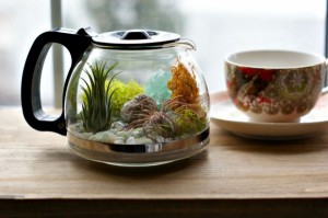 Upcycled-Coffee-Pot-Terrarium3__880-600x399