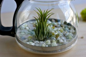 Upcycled-Coffee-Pot-Terrarium__880-600x399