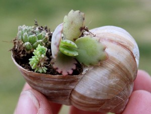 snail-shell-garden-megan-andersen