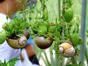 snail-shell-garden-megan-andersen1