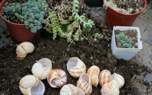 snail-shell-garden-megan-andersen3